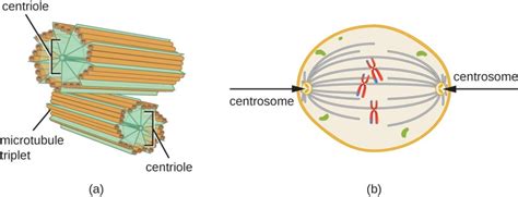 The Eukaryotic Cell Cycle – Principles of Biology