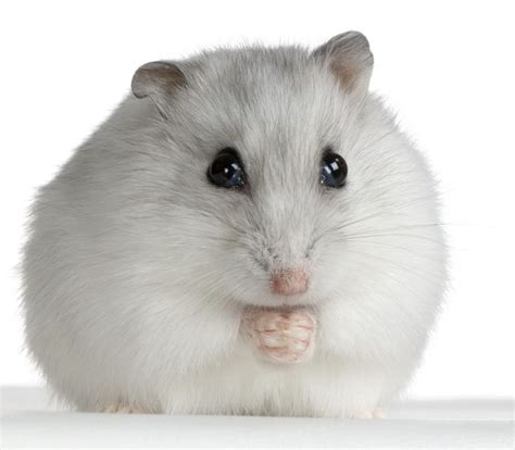 Winter White Russian Dwarf Hamster | Hamsters as pets, Hamster, Cute hamsters