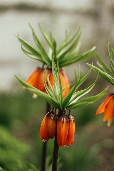 Crown Imperial Flowering Plants in the Garden · Free Stock Photo