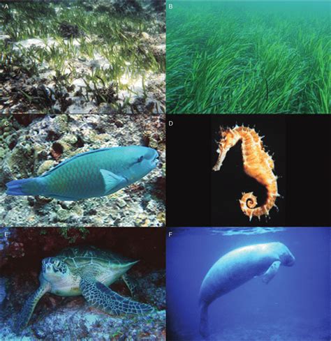 Examples of seagrass species (a, b; photos by K. McMahon) and iconic ...