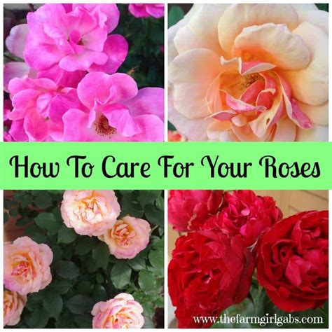 Simple Rose Care Tips & Techniques