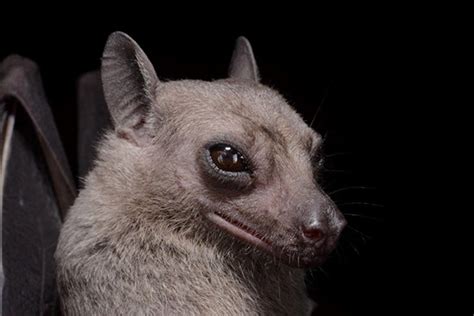 The Egyptian fruit bat or Egyptian rousette is a species of megabat that is found in Africa, the ...