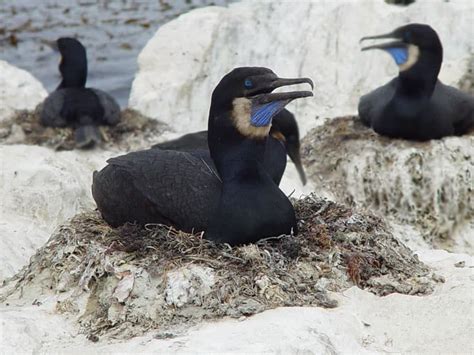 Brandt's Cormorant - eBirdr