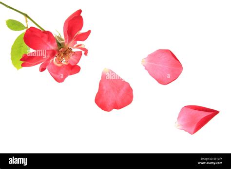 Falling petals hi-res stock photography and images - Alamy