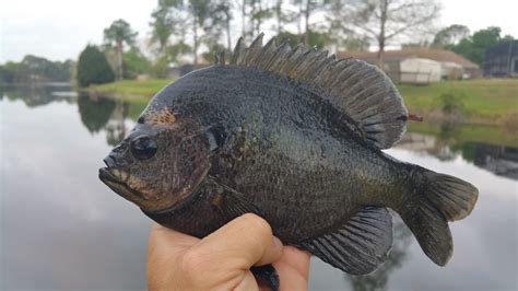 Bluegill | Species | In-Depth Outdoors