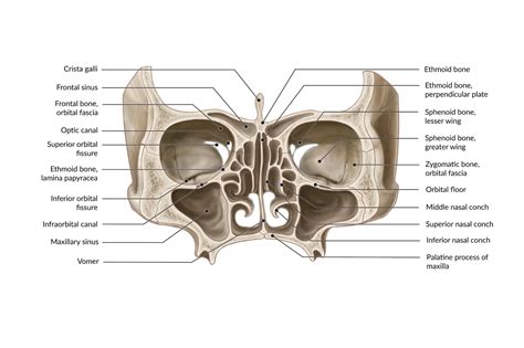 Sphenoid Sinus Diagram