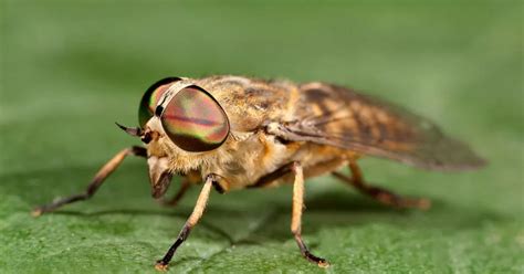 How to tell if a horsefly has bitten you and what to do about it - Irish Mirror Online