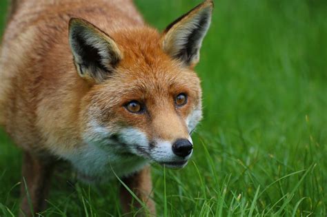 Tasmania’s fox hunt was worth it, even if there were no foxes