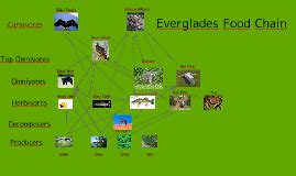 Copy of Copy of Ecology Food Web (Everglades) by Norbert Tumamao on Prezi