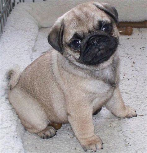 Gorgeous Teacup Pug Puppies Searching For Homes - Alexandria, LA | ASNClassifieds