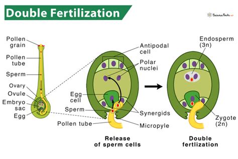 Double Fertilization - Definition, Steps, Importance, & Diagram