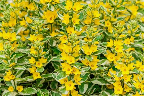 Variegated Lysimachia: Plant Care & Growing Guide