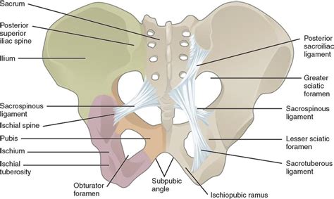 Sacrotuberous Ligament - Physiopedia