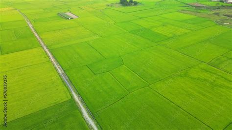 Aerial view,Drone view,Drone footage, Vietnam rice fields in harvesting ...