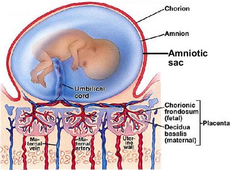 Amniotic sac definition, amniotic sac function & amniotic sac rupture