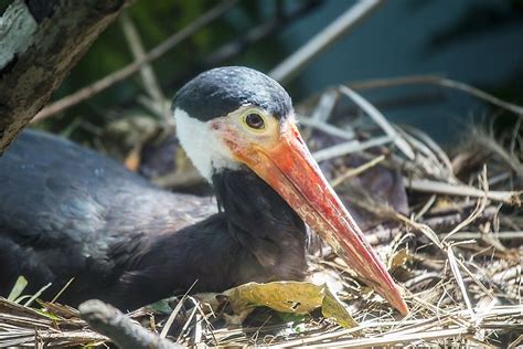 How Many Species of Storks Are There? - WorldAtlas