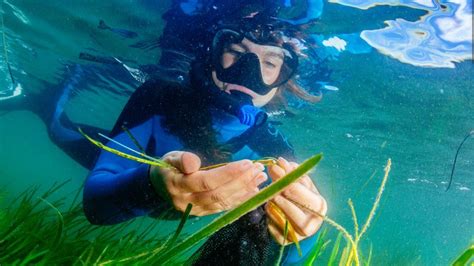 Climate change: Robots help seagrass restoration - BBC News