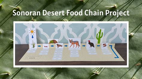 Top 110+ Sonoran desert animals food chain - Merkantilaklubben.org