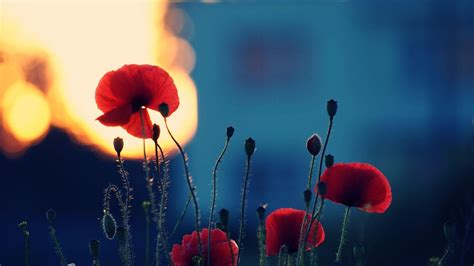 Wallpapers Poppies - Wallpaper Cave