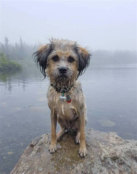 I too have a majestic Fog Dog. : pics