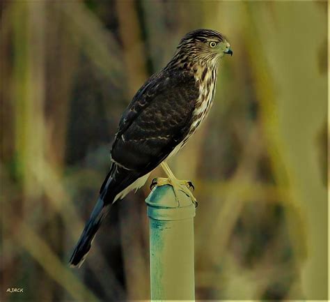 Harrier Hawk Photograph by John R Williams - Pixels