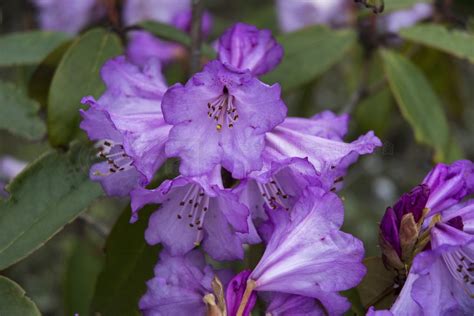 杜鹃花高清图片_粉红杜鹃花，锡金，印度_风景名胜免费下载_jpg格式_6000像素_编号41525169-千图网