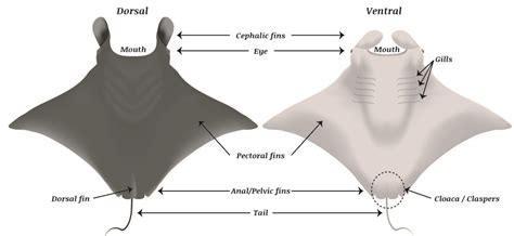 Costoso Anillo duro fecha límite manta ray anatomy diagram Arena ...