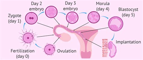 What is implantation?