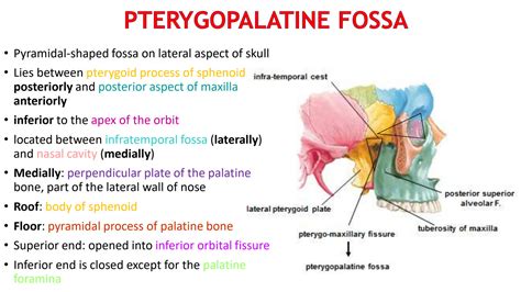 SOLUTION: 7 pterygopalatine fossa - Studypool