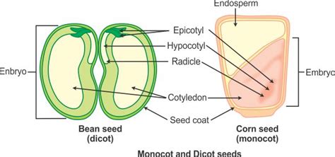 what is difference between monocot and dicot seeds draw diagram of each a8m2g3uu -Biology ...