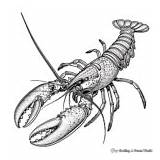 Lobster Coloring Pages  Free & Printable sketch template
