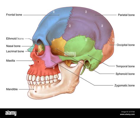 An illustration of the human skull from a lateral view. The bones of Stock Photo: 103992571 - Alamy