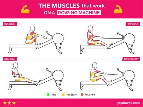 What Muscles does a Rowing Machine Work?