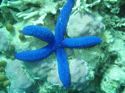 Blue Sea Star by kfben, via Flickr | Estrela do mar, Mares, Estrela