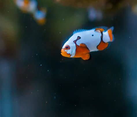 Picasso Clownfish Adventure | REEF2REEF Saltwater and Reef Aquarium Forum