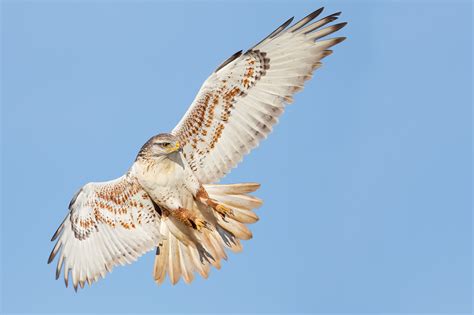 FERRUGINOUS HAWK