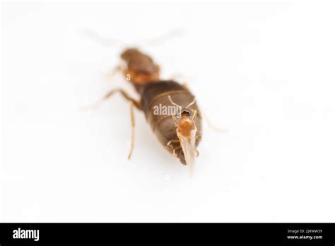 Queen ant mating Cut Out Stock Images & Pictures - Alamy