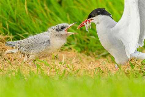 Arctic Tern | Audubon Field Guide