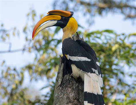 Great Hornbill: Unveiling the Mysteries of This Majestic Bird - The ...