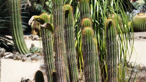 Arizona Cactus Garden (Stanford) - 2020 All You Need to Know BEFORE You ...