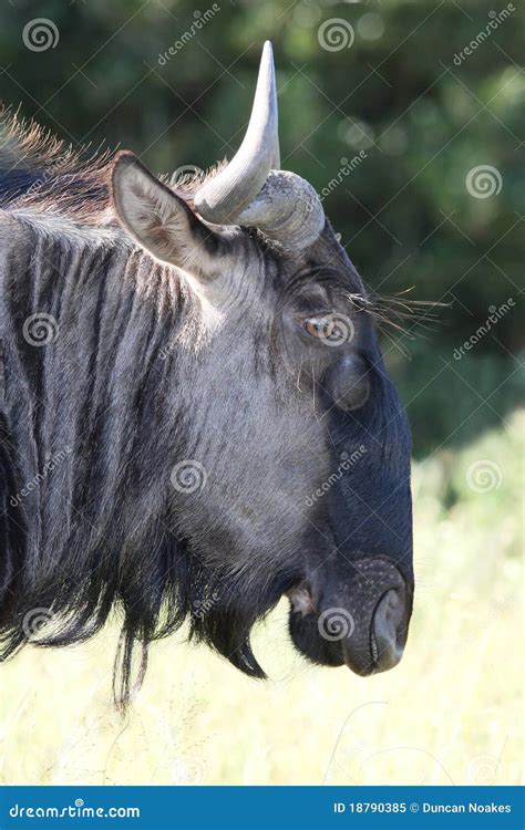 Wildebeest Antelope stock image. Image of hair, standing - 18790385