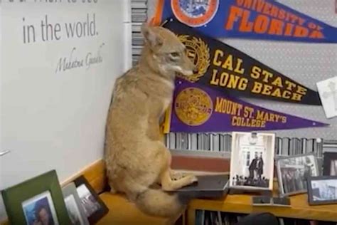 Coyote attends class on first day of school in Los Angeles | Not the Bee