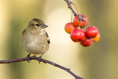 Observar aves traz felicidade, segundo um estudo