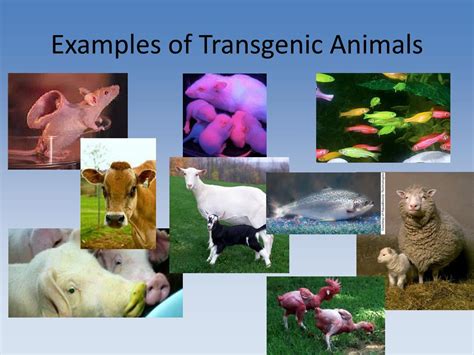 Transgenic Animals Examples Ppt