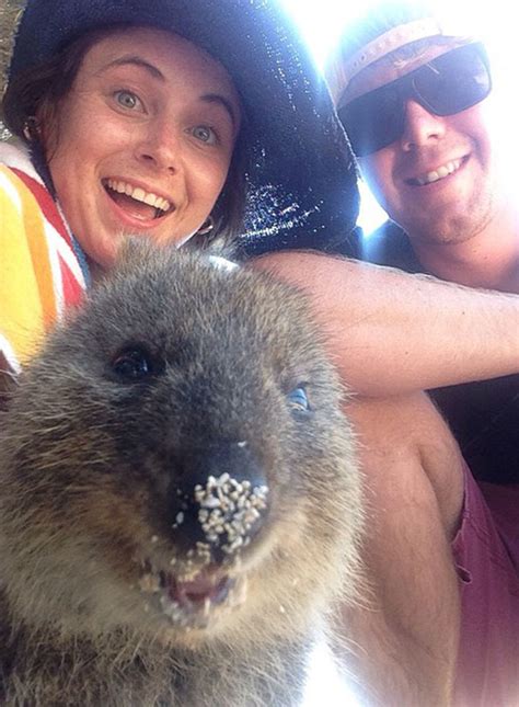 Quokka Selfie | Bored Panda