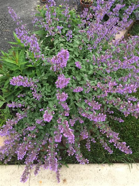 What are these little purple flowers? : r/whatsthisplant