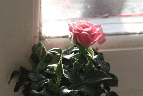 How To Grow Roses Indoors – MK Library