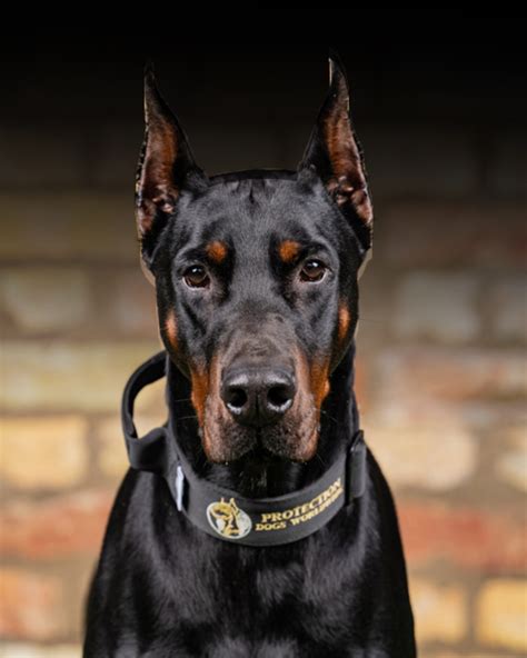 Trained Doberman Personal & Family Protection Dogs for Sale Uk