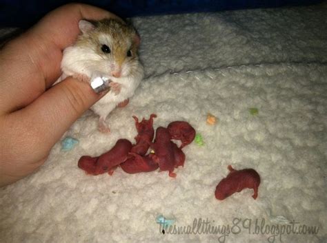 Dwarf Hamster Babies and their journey from birth! • /r/aww | Dwarf hamster, Cute baby animals ...