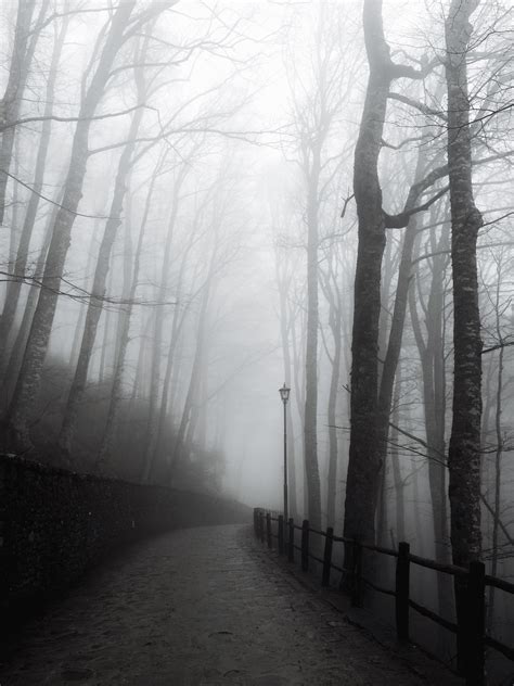 Everything You Need to Know About Fog Photography